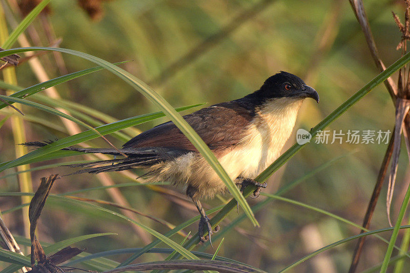 Blue-headed Coucal